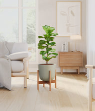 Load image into Gallery viewer, Sage Green stand:bamboo
