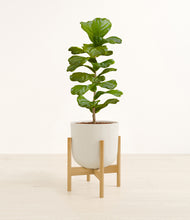 Load image into Gallery viewer, Natural Bamboo stand:bamboo
