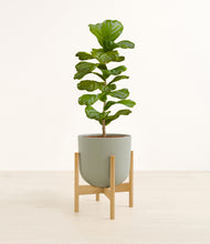 Load image into Gallery viewer, Sage Green stand:bamboo
