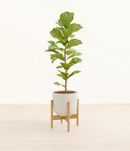 Load image into Gallery viewer, Natural Bamboo stand:bamboo
