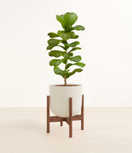 Load image into Gallery viewer, Natural Bamboo stand:walnut
