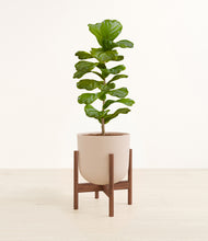 Load image into Gallery viewer, Sandy Pink stand:walnut
