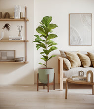 Load image into Gallery viewer, Sage Green stand:walnut
