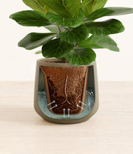 Load image into Gallery viewer, Olive stand:all
