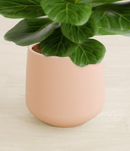 Load image into Gallery viewer, Gentle Pink stand:all
