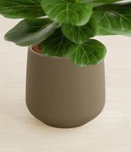 Load image into Gallery viewer, Olive stand:all
