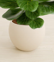 Load image into Gallery viewer, Shiny EggWhite stand:all
