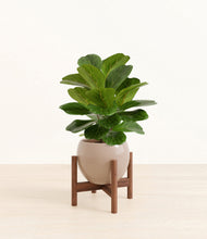 Load image into Gallery viewer, Desert Brown stand:walnut
