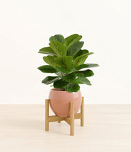 Load image into Gallery viewer, Calm Rose stand:bamboo
