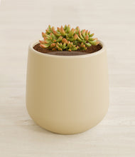 Load image into Gallery viewer, Almond Green stand:all
