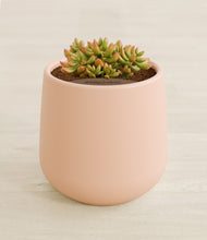 Load image into Gallery viewer, Gentle Pink stand:all
