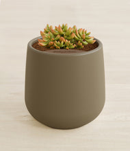 Load image into Gallery viewer, Olive stand:all
