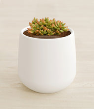 Load image into Gallery viewer, White stand:all
