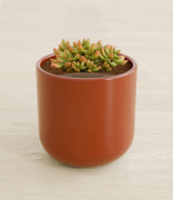 Load image into Gallery viewer, Glossy Red stand:all
