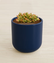 Load image into Gallery viewer, Twilight Blue stand:all
