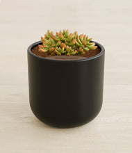 Load image into Gallery viewer, Stone Black stand:all
