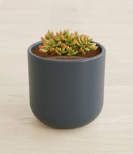 Load image into Gallery viewer, Iron Gray stand:all
