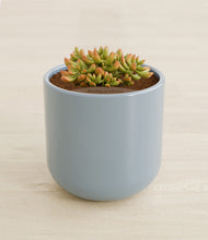 Load image into Gallery viewer, Misty Blue stand:all
