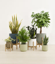 Load image into Gallery viewer, Earthy stand:four_stands
