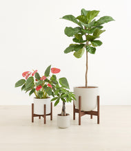 Load image into Gallery viewer, Cotton stand:two_stand
