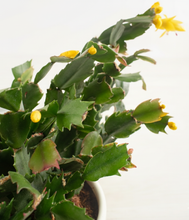 Load image into Gallery viewer, ALL
