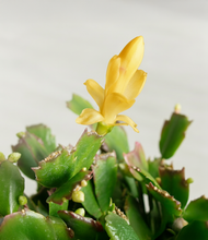 Load image into Gallery viewer, -ALL
