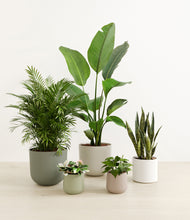 Load image into Gallery viewer, Earthy*****Profile
