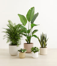 Load image into Gallery viewer, Misty Morning*****Profile
