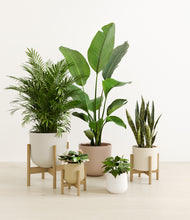 Load image into Gallery viewer, Misty Morning stand:three_stands
