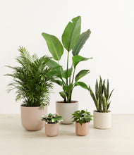 Load image into Gallery viewer, Peach Blossom*****Profile
