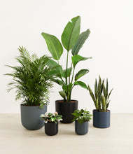 Load image into Gallery viewer, Stone*****Profile
