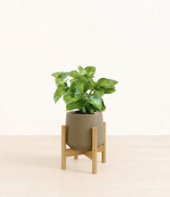 Load image into Gallery viewer, Olive stand:bamboo

