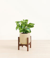Load image into Gallery viewer, Almond Green stand:walnut
