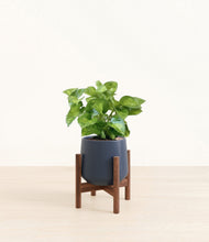 Load image into Gallery viewer, Deep Navy stand:walnut
