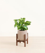 Load image into Gallery viewer, Eternal Gray stand:walnut
