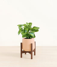 Load image into Gallery viewer, Gentle Pink stand:walnut
