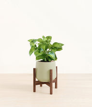 Load image into Gallery viewer, Turquoise stand:walnut

