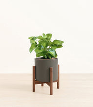 Load image into Gallery viewer, Dark Olive stand:walnut
