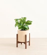 Load image into Gallery viewer, Cream stand:walnut
