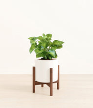 Load image into Gallery viewer, White stand:walnut
