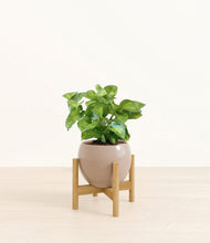 Load image into Gallery viewer, Desert Brown stand:bamboo
