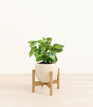 Load image into Gallery viewer, Shiny EggWhite stand:bamboo
