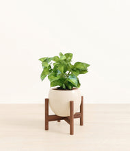 Load image into Gallery viewer, Shiny EggWhite stand:walnut

