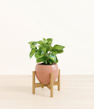 Load image into Gallery viewer, Calm Rose stand:bamboo
