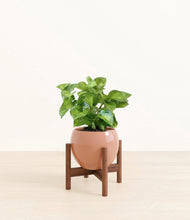 Load image into Gallery viewer, Calm Rose stand:walnut
