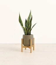 Load image into Gallery viewer, Olive stand:bamboo
