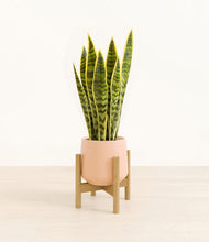 Load image into Gallery viewer, Gentle Pink stand:bamboo
