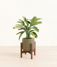 Load image into Gallery viewer, Olive stand:walnut
