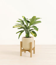 Load image into Gallery viewer, Almond Green stand:bamboo
