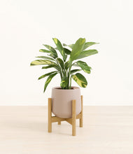 Load image into Gallery viewer, Eternal Gray stand:bamboo
